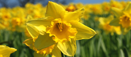 Ostern-Sonderrate Ostern-Sonderrate